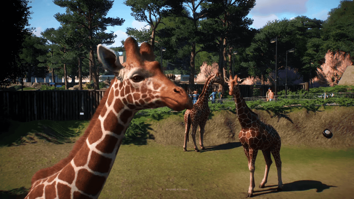 Planet Zoo Giraffes | The Outerhaven Planet Zoo